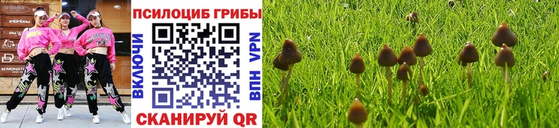 Псилоцибиновые грибы Cubensis  mega   Навашино  наркотики 